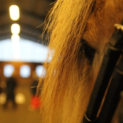 Bekkenbevegelse i skritt på volte: Hva betyr det for deg som rytter?